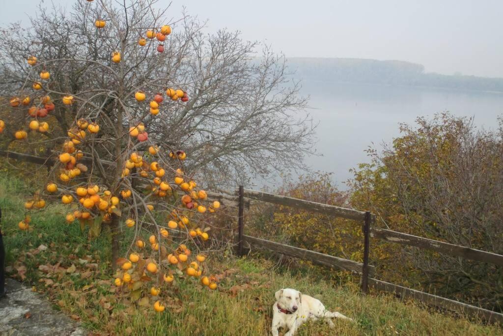 Villa Kornelija Stari Slankamen Dış mekan fotoğraf