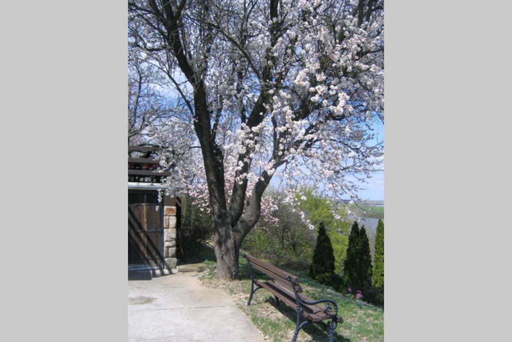 Villa Kornelija Stari Slankamen Dış mekan fotoğraf
